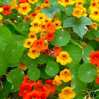 Nasturtium climbing (mix)