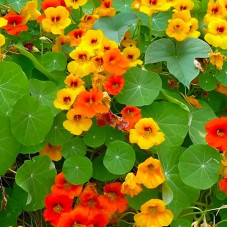 Nasturtium climbing (mix)