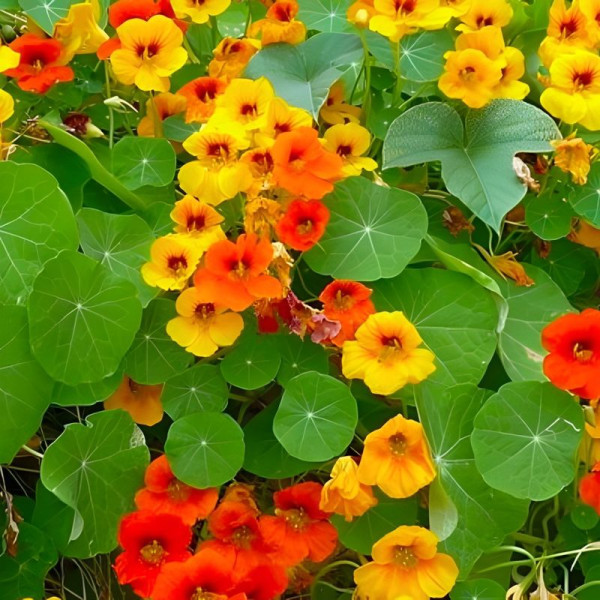 Nasturtium climbing (mix)