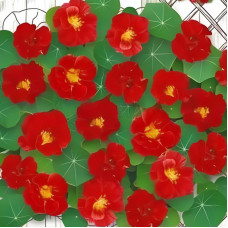 Nasturtium seeds «Red Emperor»