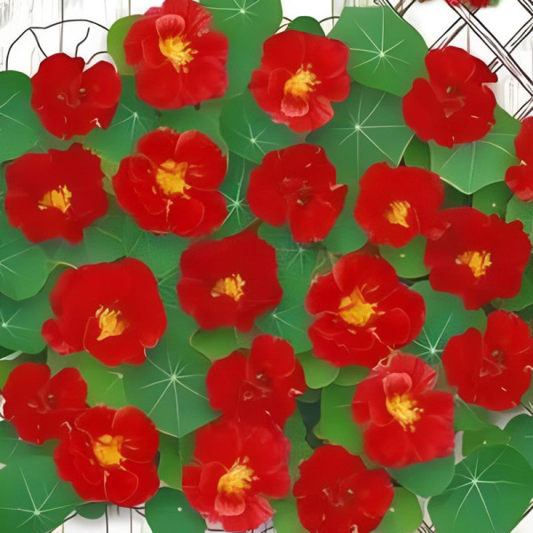 Nasturtium seeds «Red Emperor»