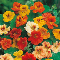 Nasturtium seeds «Alaska mix»