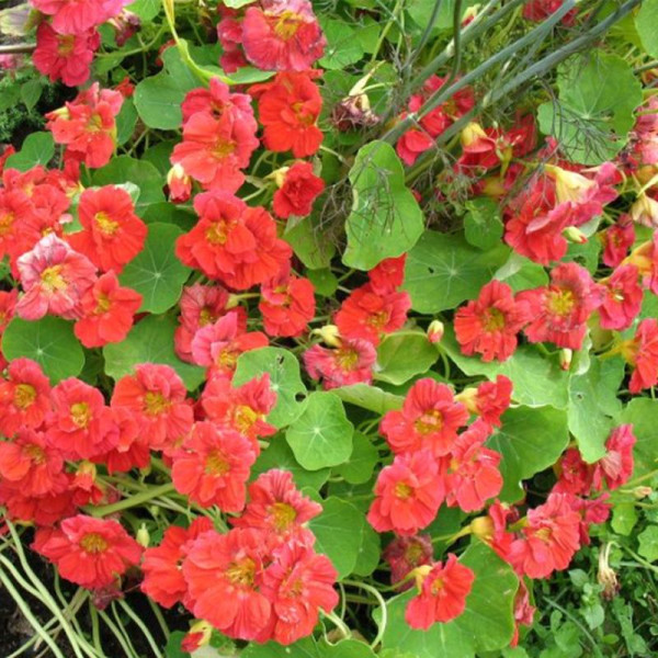 Nasturtium seeds «Chit»