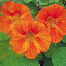 Nasturtium seeds «Orange Emperor»