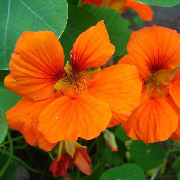 Nasturtium seeds «Spitfire»