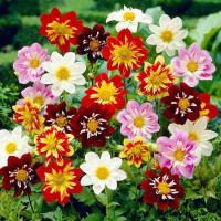 Dahlia seeds «Dandy»