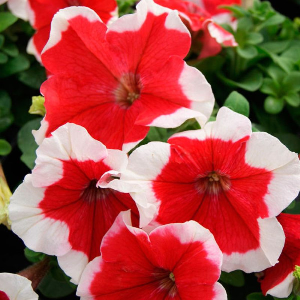 Petunia seeds «Pikoti red» F1