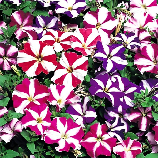 Petunia seeds «Starfall»