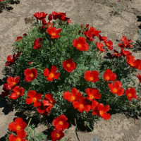 Eschscholzia seeds «Red Queen»