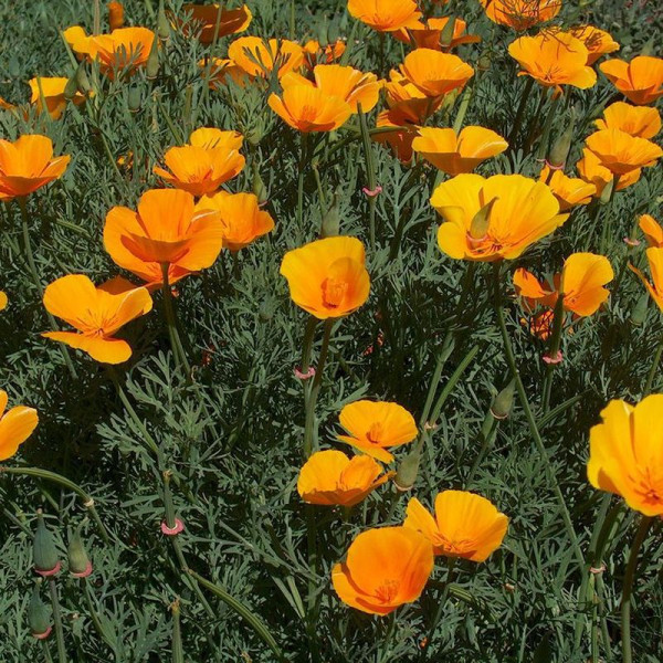 Eschscholzia seeds «Orange Queen»