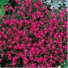 Lobelia seeds «Rosamund»