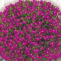 Lobelia seeds «Ruby cascade»