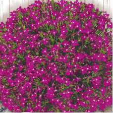 Lobelia seeds «Ruby cascade»