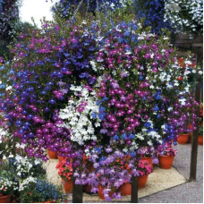 Lobelia seeds «Ampel mix»