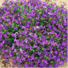 Lobelia seeds «Lilac cascade»