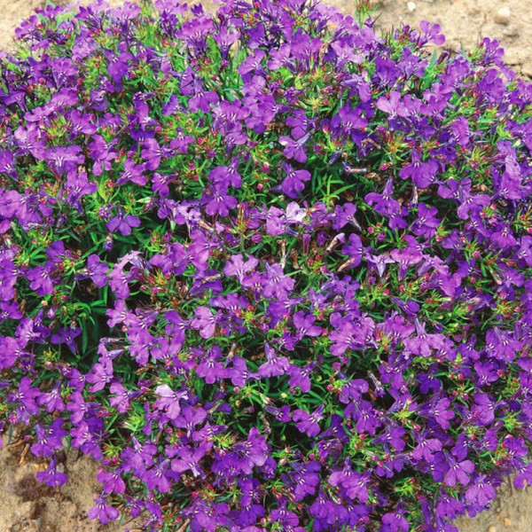 Lobelia seeds «Lilac cascade»