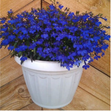 Lobelia seeds «Mrs. Clibran»