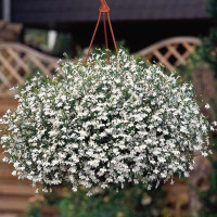 Lobelia seeds «Snow-white cascade»