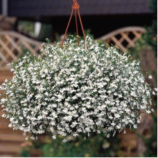 Lobelia seeds «Snow-white cascade»