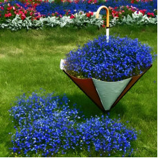 Lobelia seeds «Blue carpet»