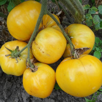 Tomato seeds «Cream cake»