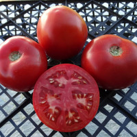 Tomato seeds «Hirten Tomate»