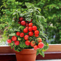 Tomato seeds «Balcony miracle red»