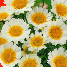 Chamomile seeds «White-yellow»