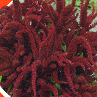 Amaranth seeds «Paniculate»
