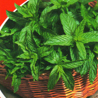 Mint seeds «Spermint»