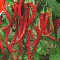 Hot pepper seeds «Rokita»