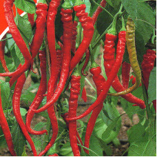 Hot pepper seeds «Rokita»