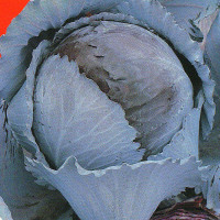 Red cabbage seeds «Kiesendrup»