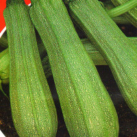 Squash seeds «Romanesko»