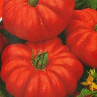 Семена томата «Фигурный»