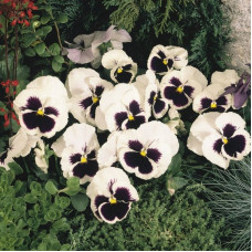 Viola seeds «Bride»