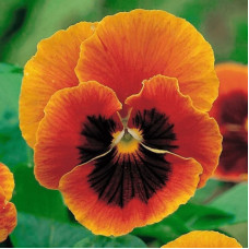 Viola seeds «Flame»