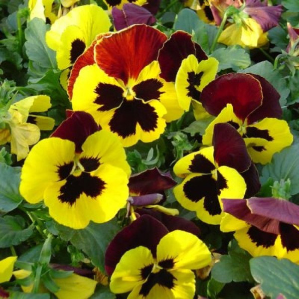 Viola seeds «Red wings»