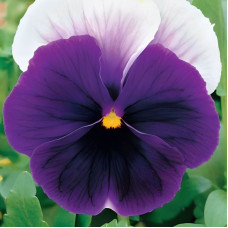 Viola seeds «Lord Beaconsfield»