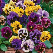 Viola seeds «Rococo mix»