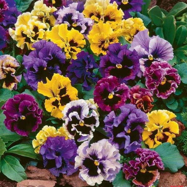 Viola seeds «Rococo mix»