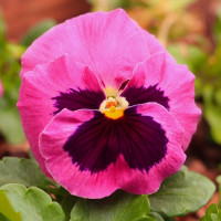 Насіння віоли «Лаура»