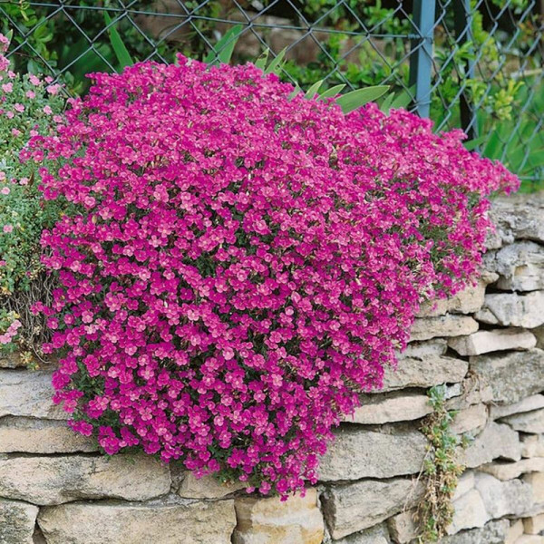 Aubrieta seeds «Pink»