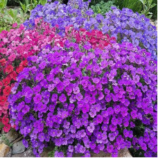 Aubrieta seeds «Mix»