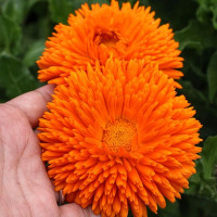 Calendula seeds «Radio»