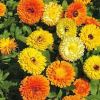 Насіння календули «Фієста»