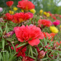 Portulaca grandiflora seeds «Red»