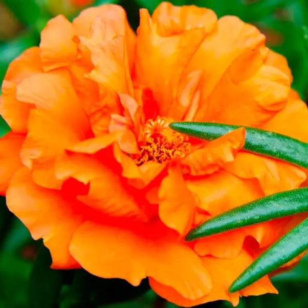 Portulaca grandiflora seeds «Orange»