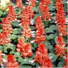 Salvia splendens seeds «Bicolor»