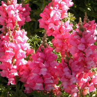 Snapdragons seeds «Pink»